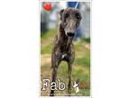 Adopt Fab a Brindle Greyhound / Mixed dog in Seattle, WA (38463885)