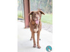 Adopt Jennie a Brown/Chocolate Labrador Retriever / Mixed dog in Walterboro