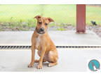 Adopt Mason a Tan/Yellow/Fawn American Staffordshire Terrier / Mixed dog in