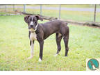 Adopt Andrea a Black American Pit Bull Terrier / Mixed dog in Walterboro