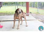 Adopt Blake a Red/Golden/Orange/Chestnut Hound (Unknown Type) / Mixed dog in
