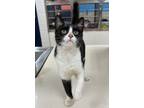 Adopt Lola QC18 7/25/23 a All Black Domestic Shorthair / Domestic Shorthair /