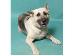 Adopt Lily a Tan/Yellow/Fawn Shepherd (Unknown Type) / Mixed dog in Santa Paula