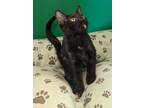 Adopt Edena a All Black Domestic Shorthair / Domestic Shorthair / Mixed cat in