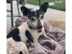 Adopt Jess a White - with Black Rat Terrier / Jack Russell Terrier / Mixed dog