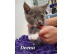Adopt Deena a Gray or Blue Domestic Shorthair / Domestic Shorthair / Mixed cat