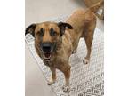 Adopt Annie a Brown/Chocolate German Shepherd Dog / Mixed dog in Mesquite
