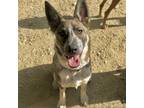 Adopt JAM a Black Shepherd (Unknown Type) / Australian Cattle Dog / Mixed dog in