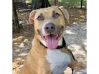 Adopt Davie a Tan/Yellow/Fawn Mixed Breed (Large) / Mixed dog in Sarasota