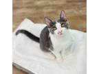 Adopt Beatty a Gray or Blue Domestic Shorthair / Mixed cat in Huntsville