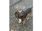 Adopt Gabba a Black Mixed Breed (Medium) / Mixed dog in Sylva, NC (38721215)