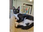 Adopt Levy a All Black Domestic Shorthair / Domestic Shorthair / Mixed cat in