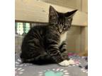Adopt Juvia a All Black Domestic Shorthair / Domestic Shorthair / Mixed cat in