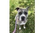Adopt Philosophy a Brindle American Staffordshire Terrier / Mixed dog in