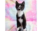 Adopt Fender a All Black Domestic Shorthair / Mixed cat in Idaho Falls