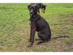 Adopt wilson a Black Labrador Retriever / Labrador Retriever / Mixed dog in