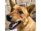 Adopt Gwenyth a Red/Golden/Orange/Chestnut Carolina Dog / Mixed dog in