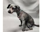 Adopt Mops a Gray/Blue/Silver/Salt & Pepper Poodle (Miniature) / Shih Poo /