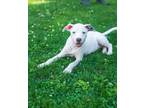 Adopt Daphne a White Pit Bull Terrier / Whippet / Mixed dog in Stewartsville