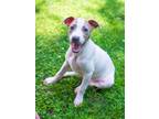 Adopt Doji a White - with Tan, Yellow or Fawn Pit Bull Terrier / Whippet / Mixed