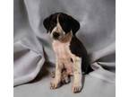Adopt Chappy a Labrador Retriever / Pointer / Mixed dog in El Dorado