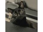 Adopt Sno Ball a All Black Domestic Shorthair / Mixed cat in Fort Worth