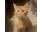 Adopt Toeby (Mufasa) a Orange or Red Domestic Shorthair / Mixed cat in