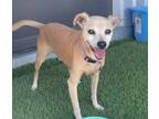 Adopt Mister a Tan/Yellow/Fawn - with White Carolina Dog / Pug / Mixed dog in