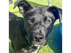 Adopt Onyx a Black Shepherd (Unknown Type) / Pit Bull Terrier / Mixed dog in