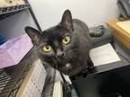 Adopt Stormy a All Black Domestic Shorthair / Domestic Shorthair / Mixed cat in