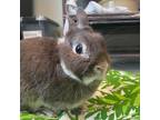 Adopt Dust Bunny a American / Mixed rabbit in FREEPORT, FL (38534868)