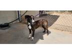 Adopt Sophie a American Staffordshire Terrier / American Pit Bull Terrier /