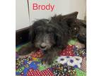 Adopt Brody a Black - with White Terrier (Unknown Type, Medium) dog in South