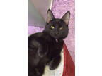 Adopt Eeny a All Black Domestic Shorthair / Domestic Shorthair / Mixed cat in