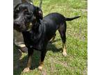 Adopt Babe Ruth a Black and Tan Coonhound / German Shepherd Dog / Mixed dog in