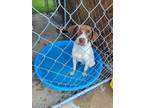 Adopt Leonard a German Shorthaired Pointer / Mixed dog in Darien, GA (38567158)