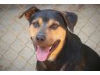 Adopt Buddy Bear 23 a Hound (Unknown Type) / Shepherd (Unknown Type) / Mixed dog