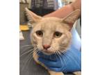 Adopt Ike a Tan or Fawn Domestic Shorthair / Domestic Shorthair / Mixed cat in