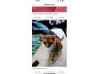 Adopt Samantha- single cat home a Orange or Red Tabby Domestic Shorthair (short
