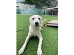 Adopt Lady Green a White Jindo / Retriever (Unknown Type) / Mixed dog in Los