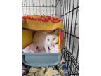 Adopt Antennaria a White Domestic Shorthair / Mixed (short coat) cat in Fort