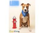 Adopt Leon a Tan/Yellow/Fawn American Staffordshire Terrier / Mixed dog in