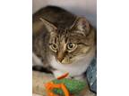 Adopt Gladys a Gray, Blue or Silver Tabby Domestic Shorthair cat in Colmar