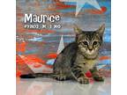Adopt Maurice a Gray or Blue Domestic Shorthair / Mixed cat in Yuma