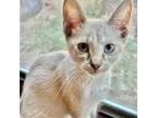 Adopt Angelica a White Siamese / Domestic Shorthair / Mixed cat in Fort Worth