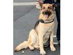 Adopt Max a Tricolor (Tan/Brown & Black & White) German Shepherd Dog / Mixed dog
