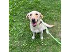Adopt Tina a Tan/Yellow/Fawn Labrador Retriever / Mixed dog in Middletown