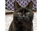 Adopt Luna Bella a All Black Domestic Shorthair / Mixed cat in Philadelphia