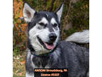 Adopt Blaire a Black Alaskan Malamute / Mixed dog in Stroudsburg, PA (36270010)