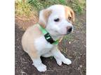 Adopt Athena a White Mixed Breed (Large) / Mixed dog in Saskatoon, SK (38457072)